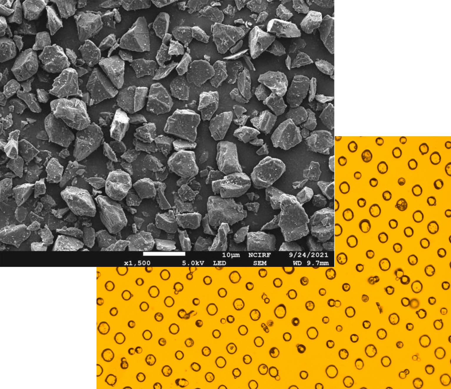 Electronic and optical microscopy